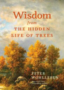Wisdom from the Hidden Life of Trees