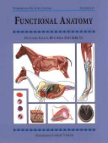 Functional Anatomy: Threshold Picture Guide No 43