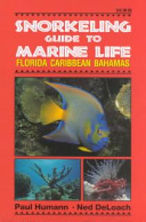 Snorkeling Guide to Marine Life Florida, Caribbean, Bahamas
